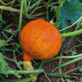 Red Kuri (Little Gem) Winter Squash Thumbnail